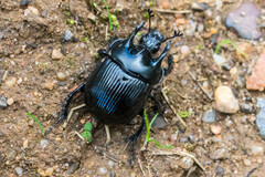 Typhaeus typhoeus