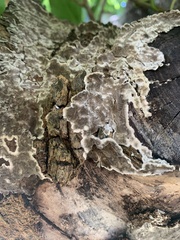 Auricularia mesenterica