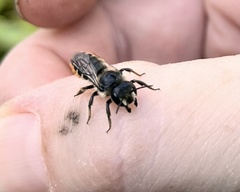 Megachile