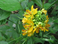 Senna hirsuta