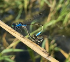 Ischnura fountaineae