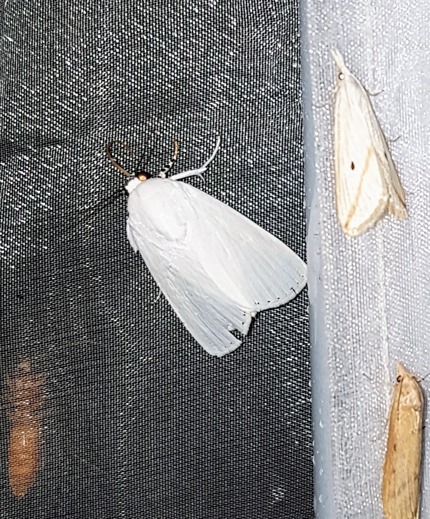 Chasmina sundana