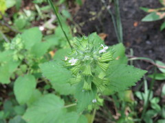 Mesosphaerum suaveolens