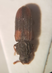 Bitoma crenata