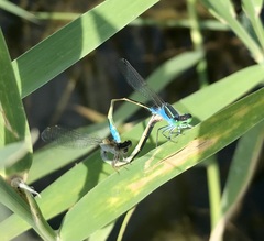Ischnura fountaineae