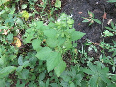 Mesosphaerum suaveolens