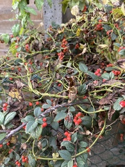 Cotoneaster coriaceus