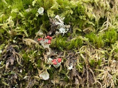 Cladonia floerkeana