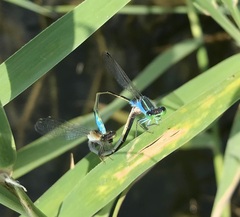 Ischnura fountaineae