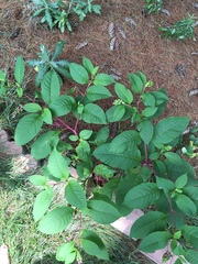 Phytolacca americana
