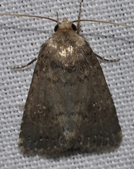 Caradrina germainii