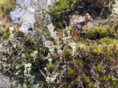 Cladonia floerkeana