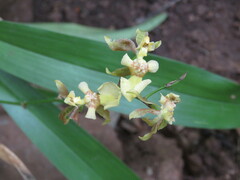 Oncidium suave