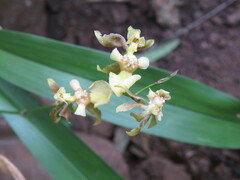 Oncidium suave