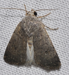 Caradrina flavirena