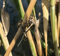 Ischnura fountaineae