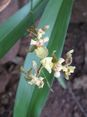 Oncidium suave
