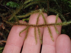 Rhytidiadelphus loreus