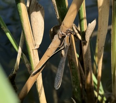 Ischnura fountaineae