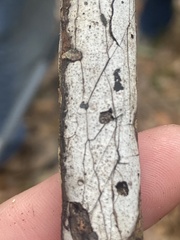 Biscogniauxia atropunctata