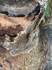 Auricularia mesenterica