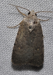 Caradrina flavirena