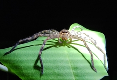 Heteropoda venatoria