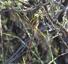 Zosteraeschna minuscula