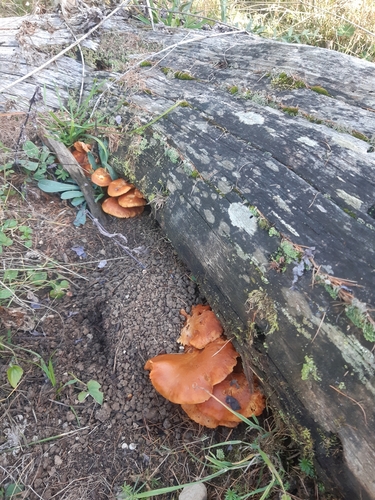 Common Rustgill