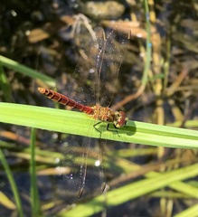 Sympetrum depressiusculum