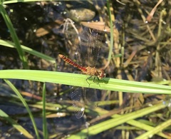 Sympetrum depressiusculum