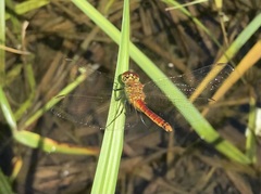 Sympetrum depressiusculum