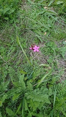 Dianthus pontederae