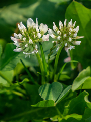 Trifolium repens