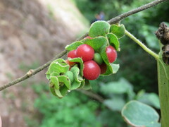 Cissampelos pareira