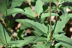 Heliopsis parvifolia
