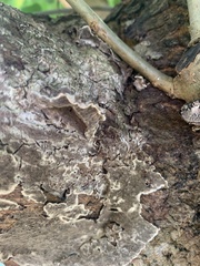 Auricularia mesenterica