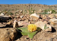 Massonia triflora