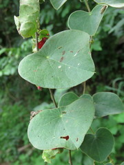 Cissampelos pareira