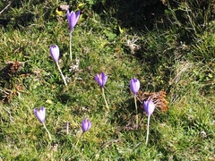 Crocus nudiflorus