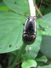 Chalcolepidius approximatus