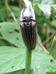 Chalcolepidius approximatus
