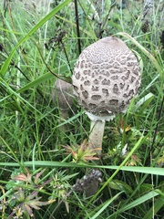 Macrolepiota