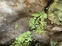 Chrysothrix susquehannensis