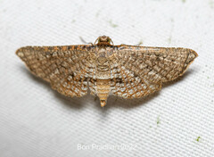 Thyrididae