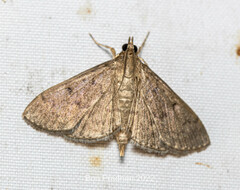 Herpetogramma