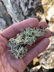 Cladonia dimorphoclada