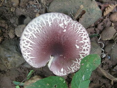 Leucoagaricus lilaceus