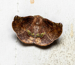 Garaeus apicata