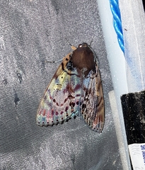 Arcte modesta